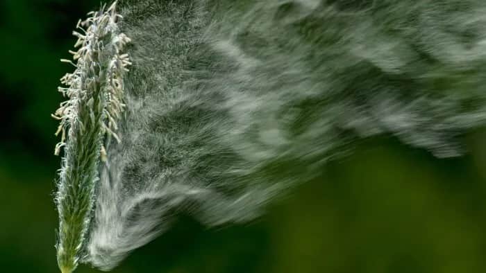 Alergia co pyli w sierpniu: najgroźniejsze pyłki i ich objawy