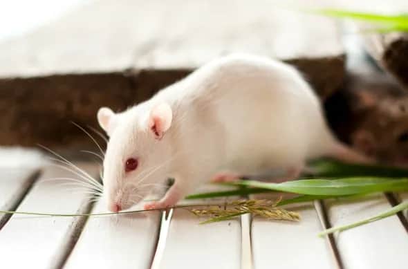Czy szczury uczulają? Objawy alergii i jak ich unikać
