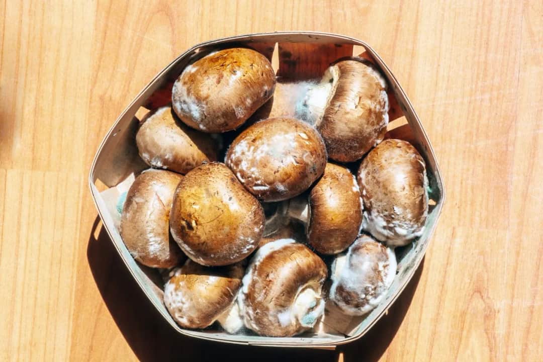 Alergia na grzyby i pleśnie objawy – jak je rozpoznać i unikać?