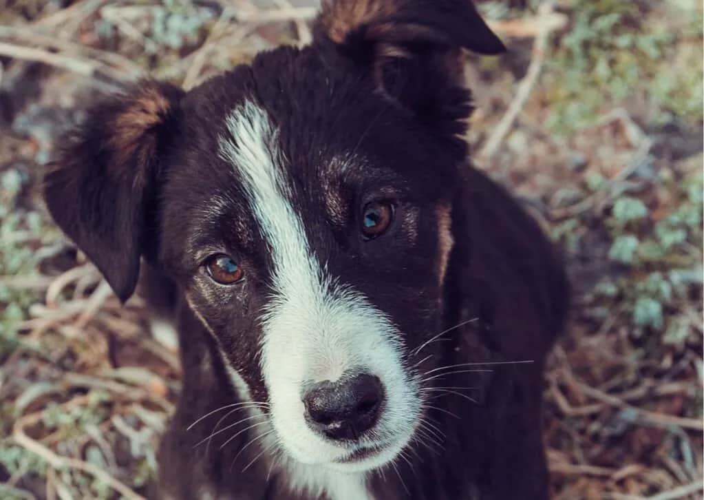 Czy border collie uczula? Poznaj ryzyko alergii i jak je zminimalizować